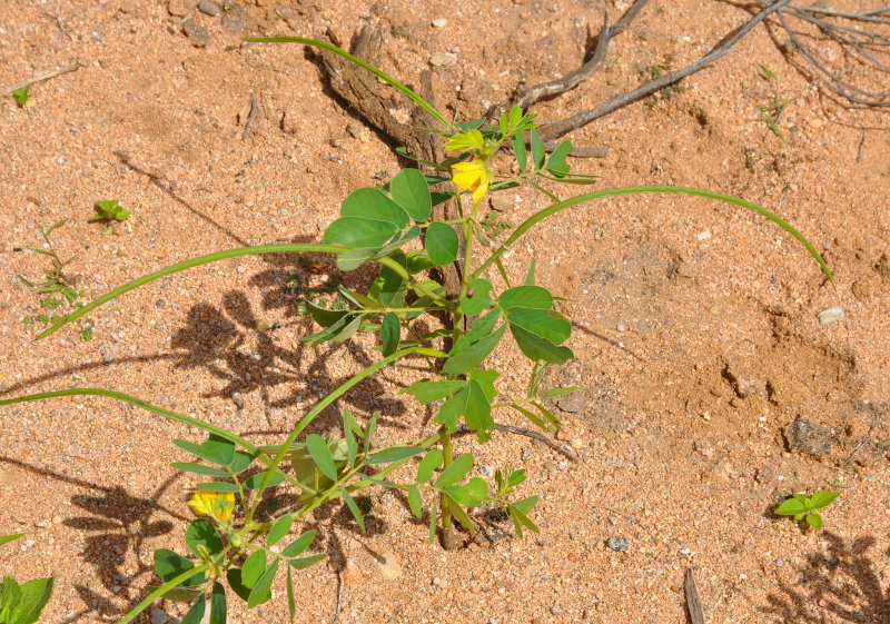 Изображение особи Senna obtusifolia.