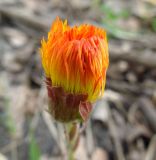 Tussilago farfara. Отцветающая корзинка. Московская обл., Электрогорск, берег Тёплого озера. 23.04.2014.