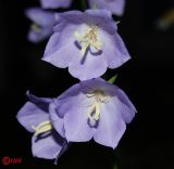 Campanula persicifolia