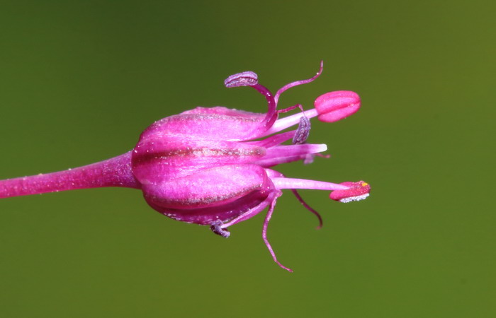 Изображение особи Allium sphaerocephalon.