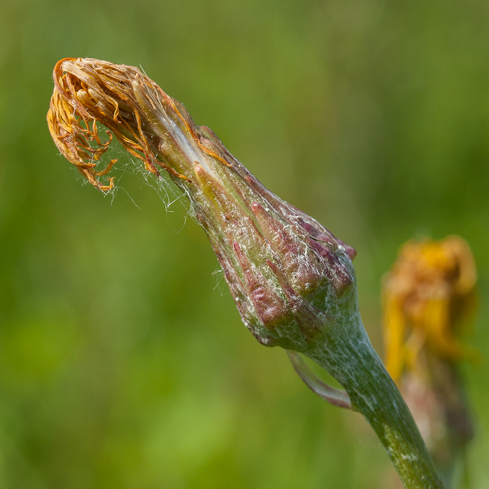 Изображение особи Scorzonera humilis.