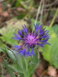 Centaurea nigrofimbria