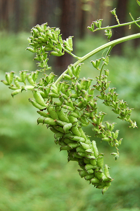 Image of Cimicifuga foetida specimen.