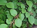 Viburnum furcatum