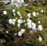 Eriophorum scheuchzeri. Плодоносящие растения. Кольский полуостров, Кольский залив, берег губы Грязная. 17.07.2009.