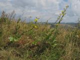 Crepis pannonica. Цветущие растения. Краснодарский край, м/о г. Геленджик, хр. Маркотх, гора Иорданова, выс. ≈ 650 м н.у.м., горный луг. 23.07.2016.