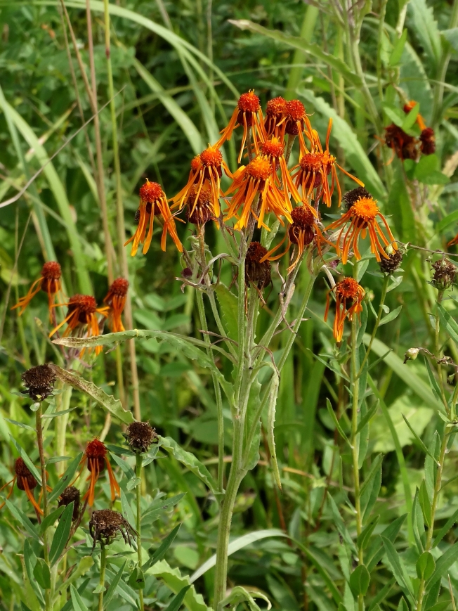 Изображение особи Tephroseris flammea.