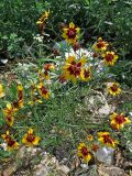 Coreopsis tinctoria. Цветущее растение на свалке бытового мусора. Томск, городская свалка. 23.07.2014.