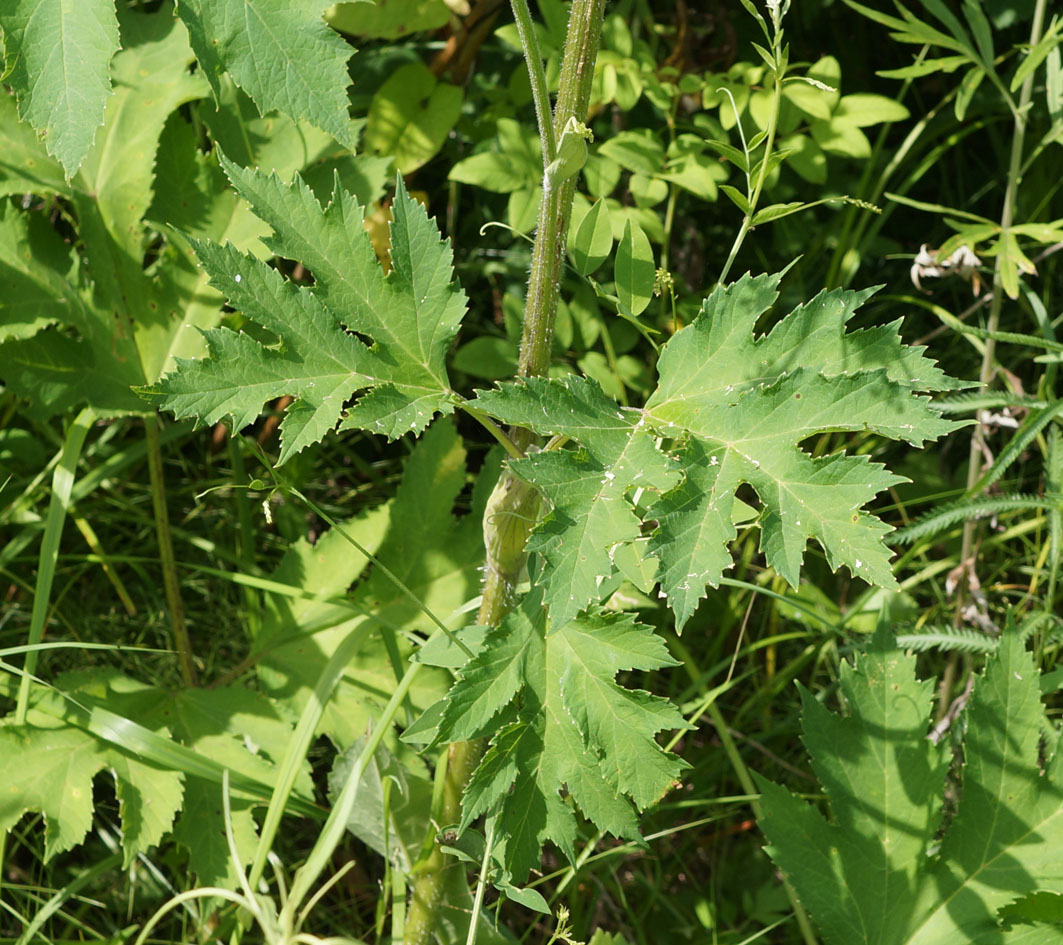 Изображение особи Heracleum moellendorffii.