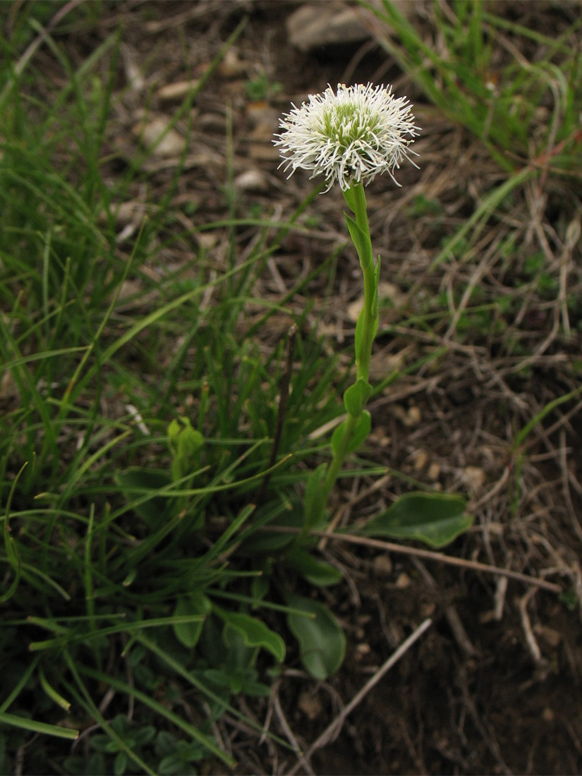 Изображение особи Globularia bisnagarica.