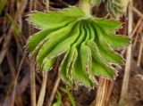 Alchemilla xanthochlora