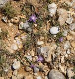 Centaurea affinis