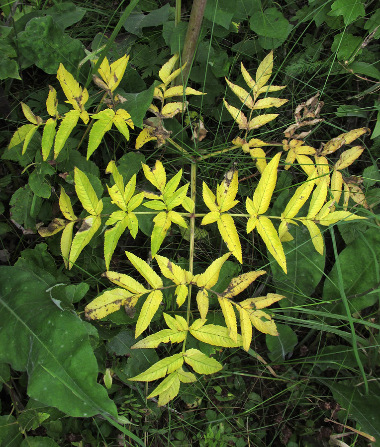 Изображение особи Angelica sylvestris.