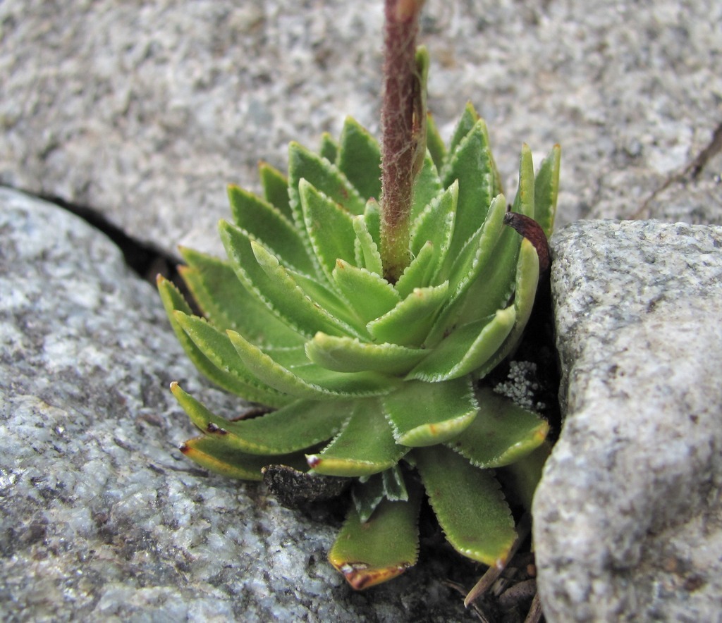 Изображение особи Saxifraga cartilaginea.