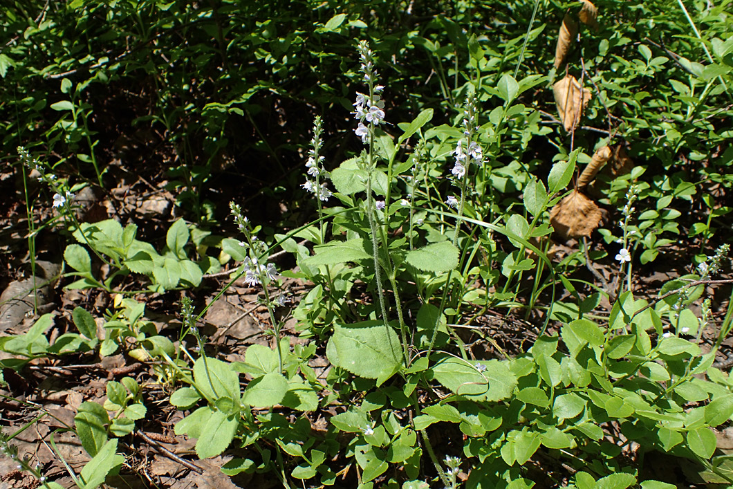 Image of Veronica officinalis specimen.