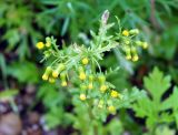 Senecio vulgaris. Верхушка цветущего растения. Якутия, Алданский р-н, г. Томмот, правый берег р. Алдан ниже ж.-д. моста. 23.07.2016.