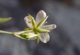 Minuartia buschiana. Цветок (вид со стороны чашечки). Республика Адыгея, Майкопский р-н, ок. 6 км юго-восточнее хутора Победа, хребет Скалистый (Уна-Коз), скала Галкина, на скальном обнажении. 05.05.2018.