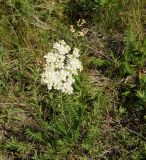 Filipendula vulgaris