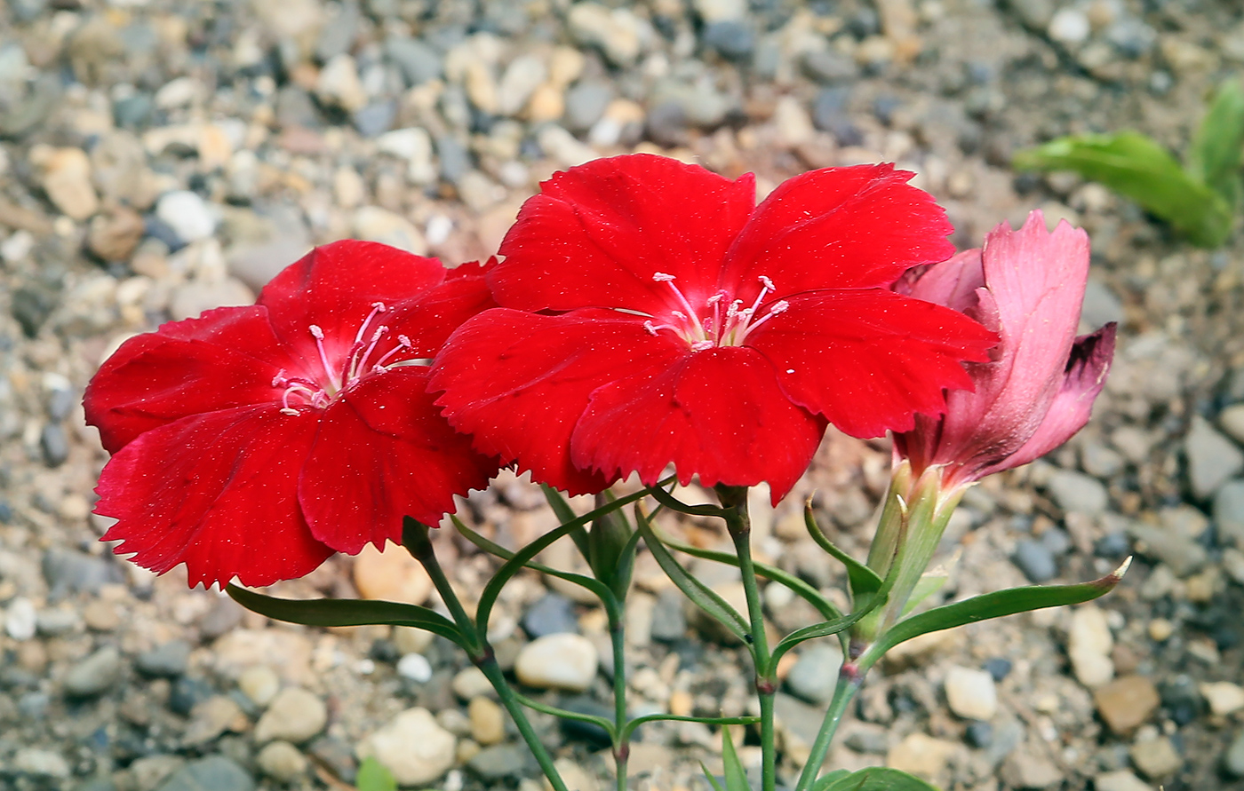 Image of genus Dianthus specimen.