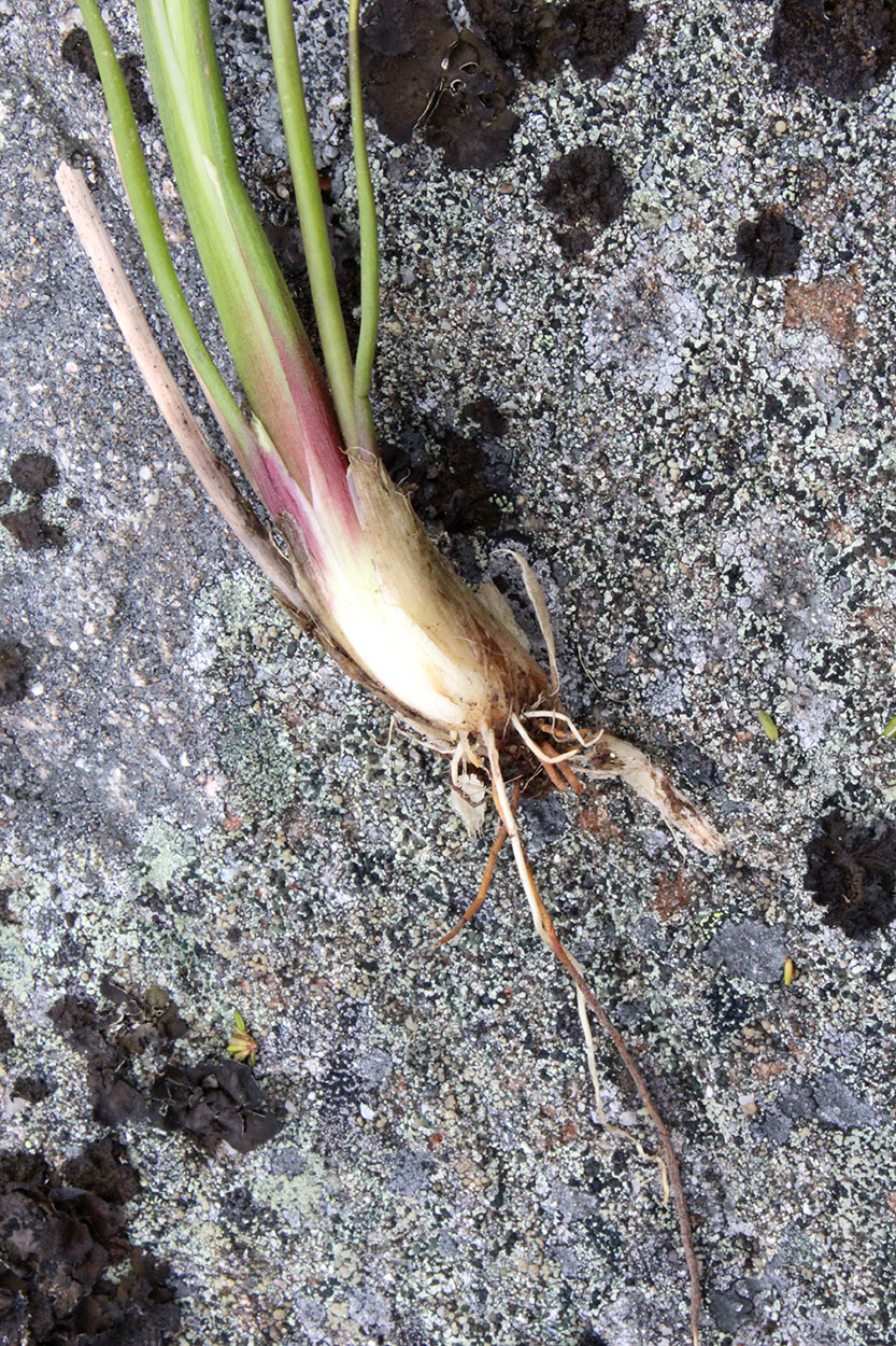 Image of Triglochin palustris specimen.