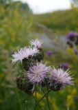 Centaurea scabiosa