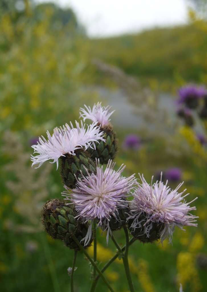 Изображение особи Centaurea scabiosa.