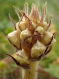 Orobanche crenata