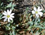 Stellaria fischeriana. Верхушки побегов с цветками (опушённость верхней стороны молодых листьев - характерный признак данного вида). Чукотка, Чаунский р-н, окр. г. Певек, склон сопки Певек. 19.06.2018.