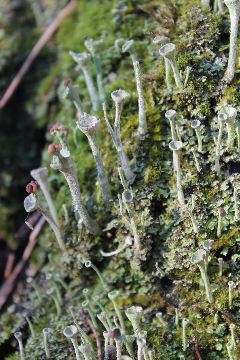 Изображение особи Cladonia fimbriata.