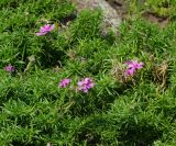 Phlox subulata