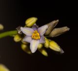 Dianella caerulea