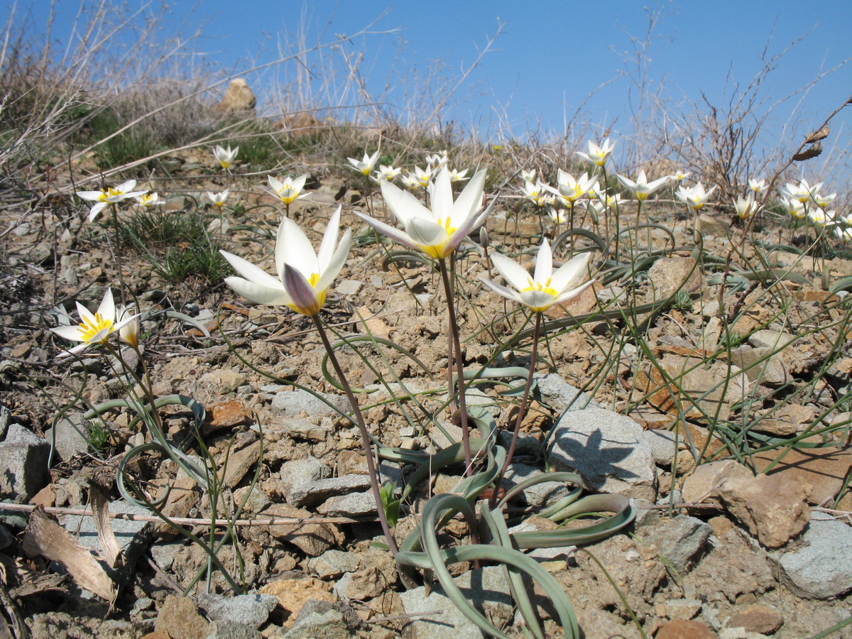 Изображение особи Tulipa bifloriformis.