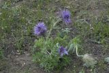 Pulsatilla turczaninovii