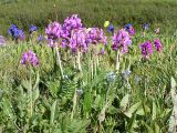 Oxytropis ambigua