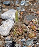 Orostachys spinosa. Растение с развивающимся цветоносом. Алтай, Улаганский р-н, окр. с. Чибит, устье р. Чибитка, ≈ 1100 м н.у.м., каменистый склон. 22.06.2019.