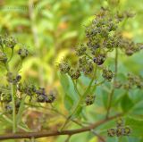 Spiraea salicifolia