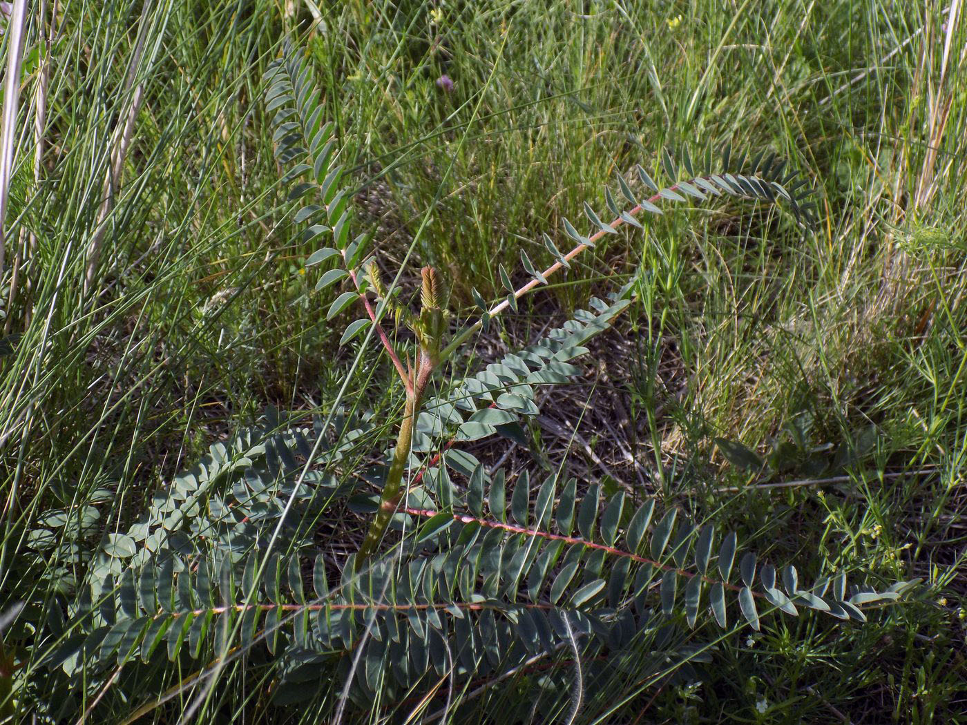 Изображение особи Astragalus ponticus.