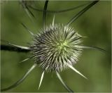 Dipsacus fullonum