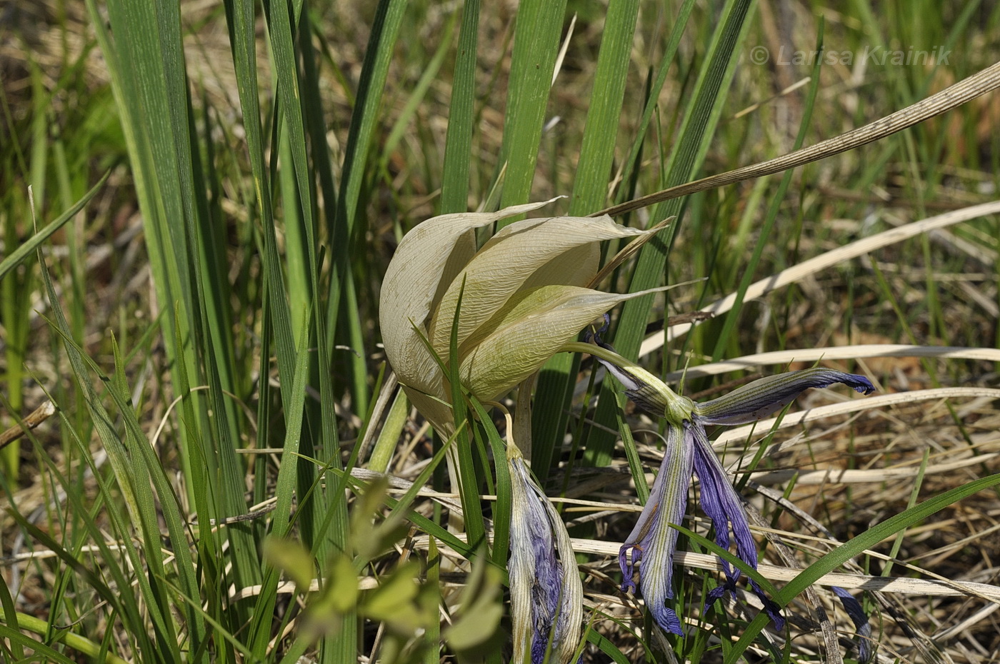 Изображение особи Iris ventricosa.