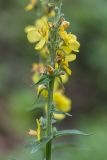 Verbascum lychnitis. Верхушка побега с соцветием. Краснодарский край, Пшадский сельский округ, окр. с. Криница, Красная щель, луг у дороги. 10.07.2022.