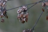 Angelica sylvestris