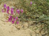 Astragalus подвид eupatoricus