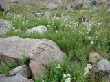 Galium turkestanicum. Цветущие растения. Узбекистан, Ташкентская обл., Чаткальский хр., Чаткальский заповедник, долина речки Ташкескенсай, около 3000 м н.у.м. 12.08.2013.