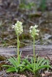 Dactylorhiza romana подвид georgica. Цветущие растения (высота наибольшего растения — 18 см). Дагестан, Кумторкалинский р-н, хр. Нарат-Тюбе, разреженный дубовый лес на склоне СВ экспозиции, ок. 670 м выс., н. у. м. 26 апреля 2023 г.