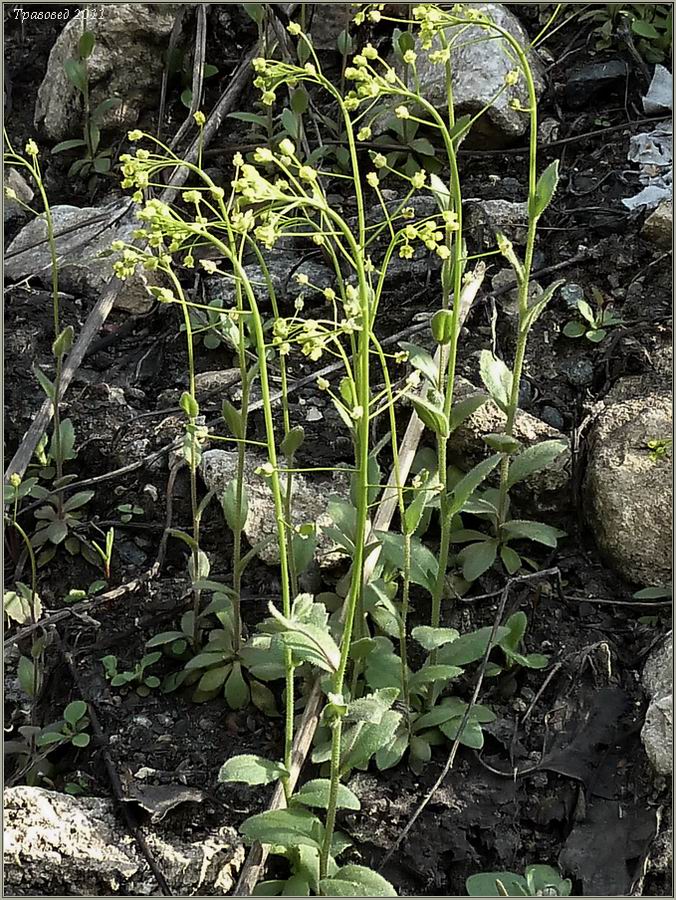 Image of Draba nemorosa specimen.