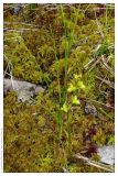 Scheuchzeria palustris. Плодоносящее растение. Республика Татарстан, памятник природы \"Ильинская балка\", 19.06.2005.