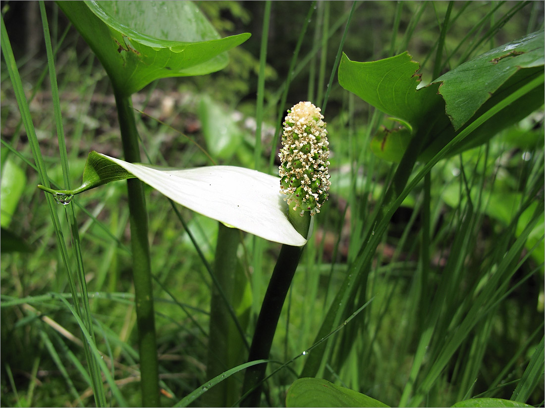 Изображение особи Calla palustris.