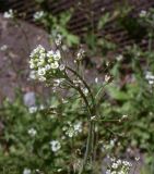 Capsella bursa-pastoris