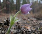 Pulsatilla patens