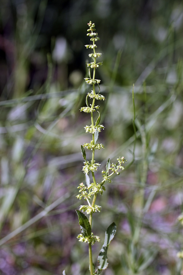 Изображение особи Rumex halacsyi.